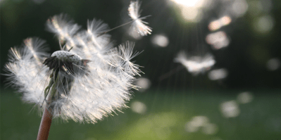 Fighting hay fever: 6 tips for a pollen-free home